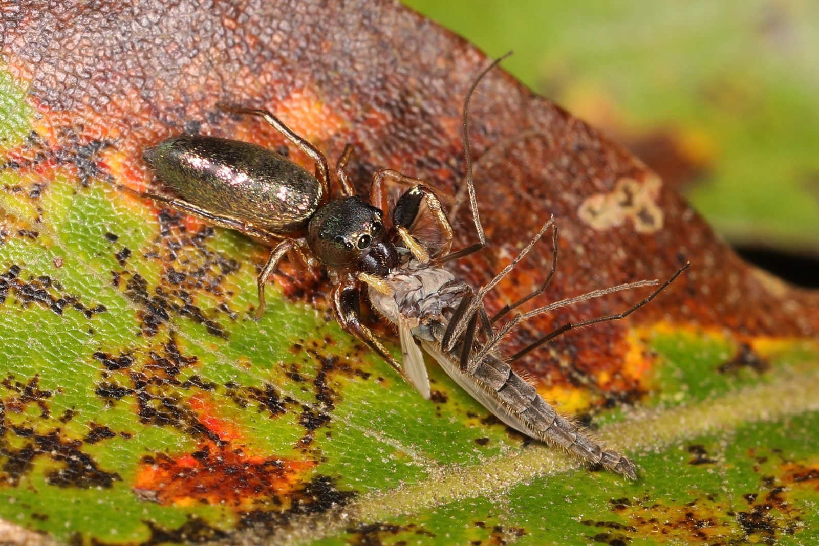 Metallic Jumping Spider - Tutelina elegans, Holliday Lake State Park, Appomattox, Virginia, October 10, 2020 (51642840878)
