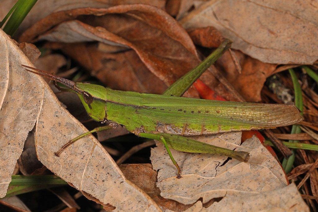 Clipped-wing Grasshopper - Metaleptea brevicornis, Holliday Lake State Park, Appomattox, Virginia, October 27, 2020